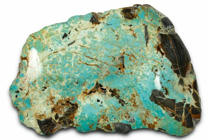 Polished Turquoise Section - Number Mine, Carlin, NV #331184